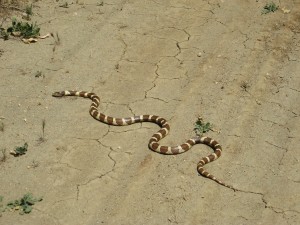 Striped snake on flat, brown surface