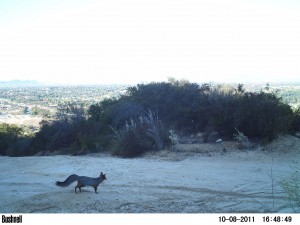 Fox with fluffy tail in a flat area, shrubs in background, city in extreme background