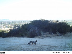 Fox with fluffy tail in a flat area, shrubs in background, city in extreme background