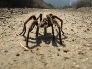 Low angle view of Tarantula, horizon in background