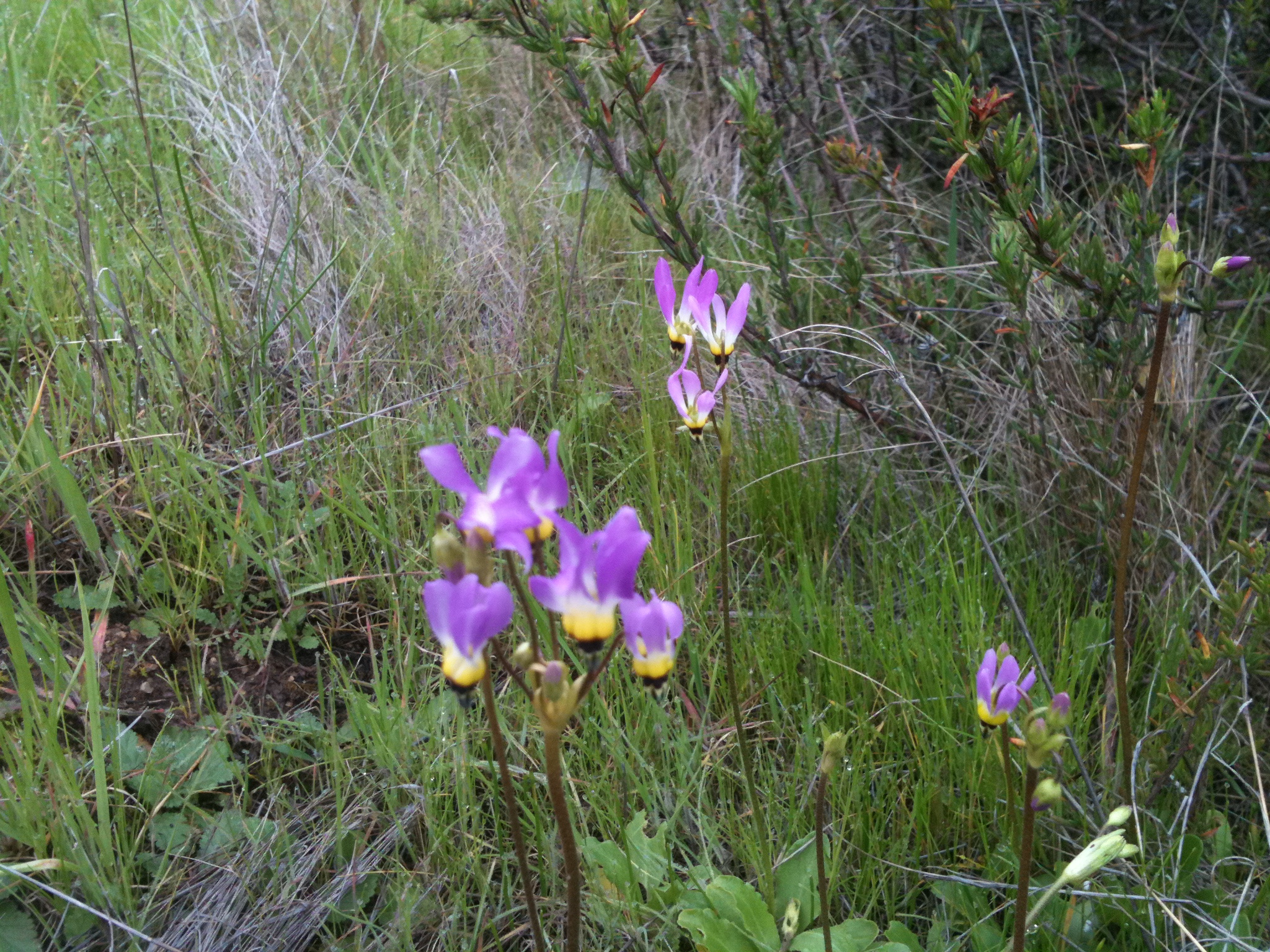 Purple and yellow flowers in front of grasses and other vegetation
