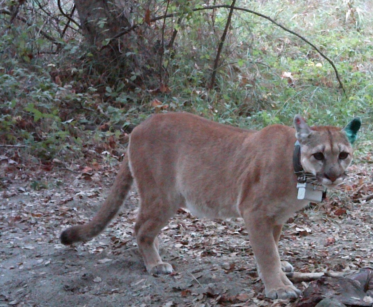 Mountain lion with radio collar on a trail