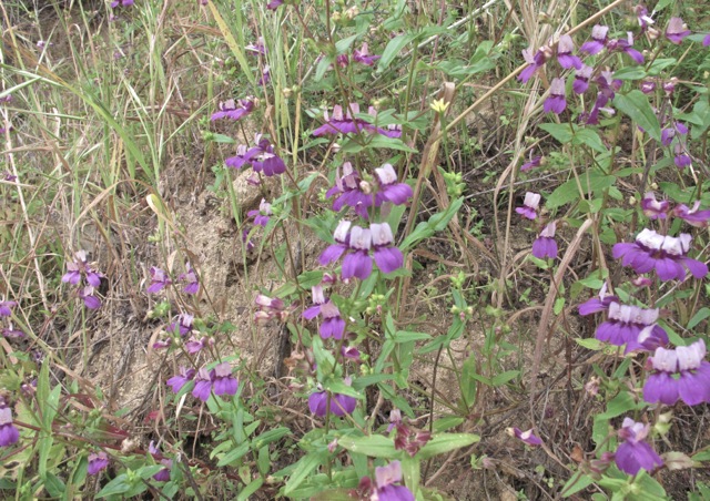 A patch of purple and white flowers