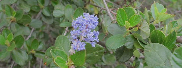 Cluster of light blue flowers