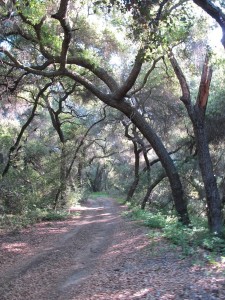 unpaved road with corridor of trees arching over