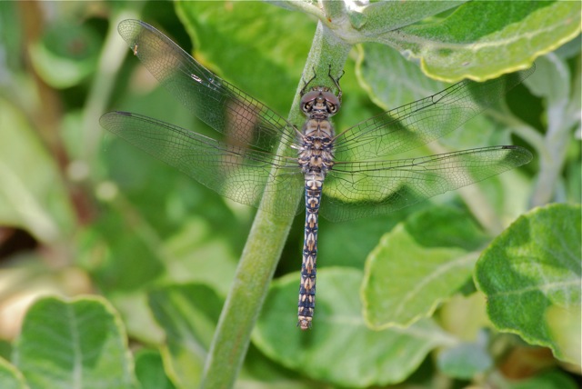 Striped gray dragonfly on foliage