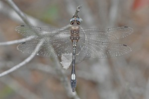 Gray dragonfly