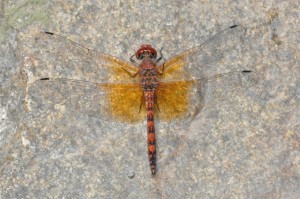 Striped orange and red dragonfly