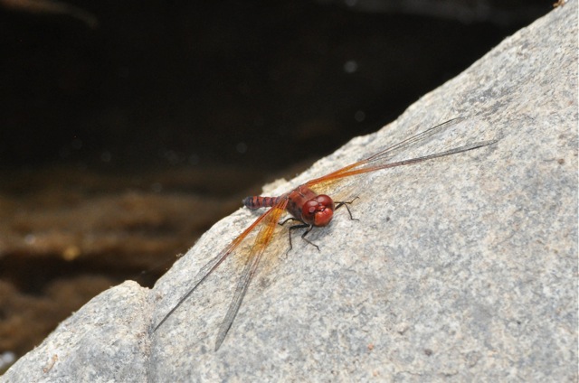Orange dragonfly on a rock