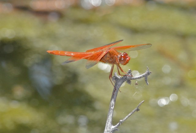 Orange dragonfly on a twig