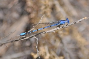 blue dragonfly with brown stripes