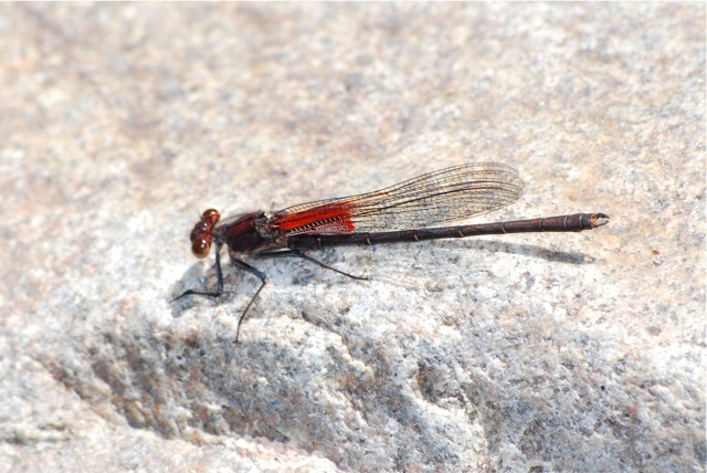 Dragonfly with red wings
