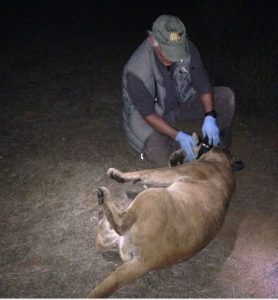 A researcher applies a radio collar to a tranquilized mountain lion 