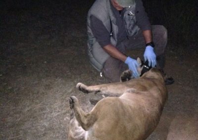 A researcher applies a radio collar to a tranquilized mountain lion