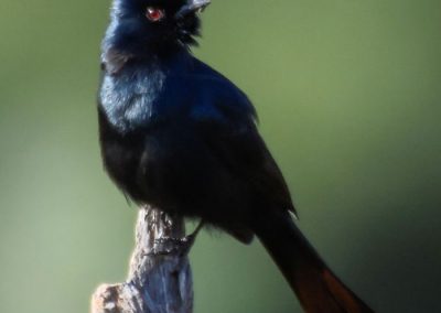 Black bird with pronounced crown, reddish eye