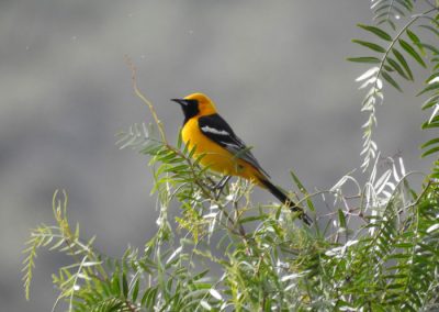 beautiful orange and black bird perches on top of a peper tree