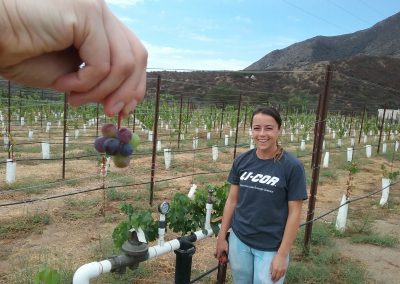 Hand dangling small cluster of grapes in foreground, women in vineyard smiling