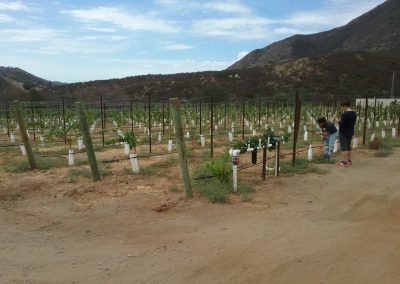 Diagonal view of grapevine rows, two women work near a grape plant