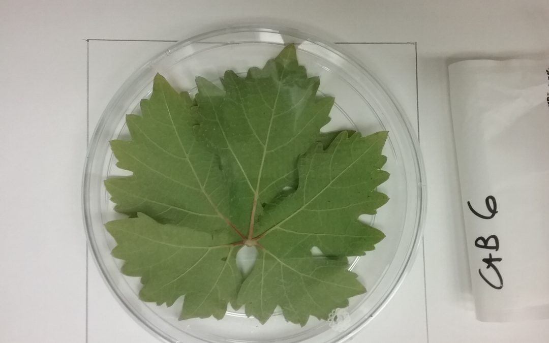 large grape leaf in petri dish, labeled cab 6