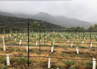 rows of grape vines supported by trellises, misty hills in background
