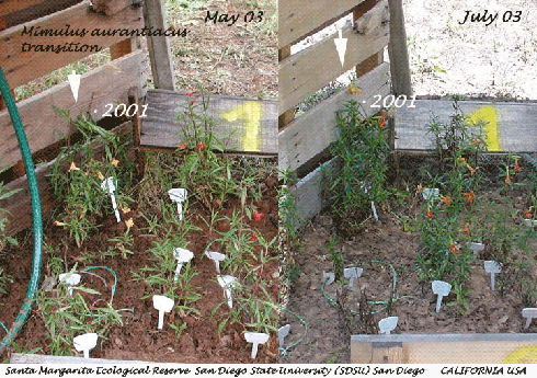 side-by-side images of the same monkeyflower plants taken in May and July. The ones on the right have orange flowers, the ones of the left are mostly yellow