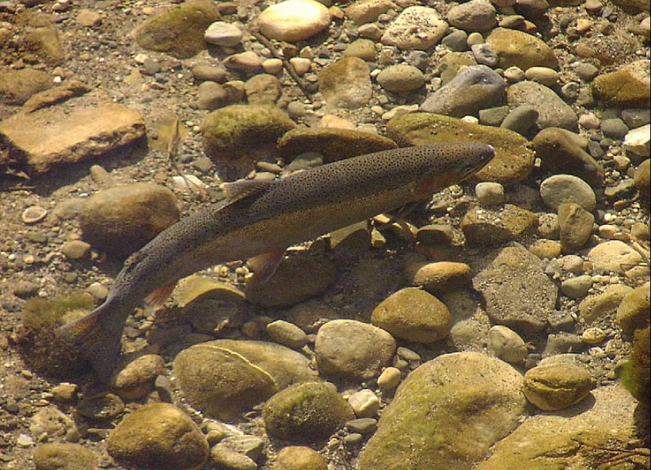 a steelhead salmon on a rocky river bottom