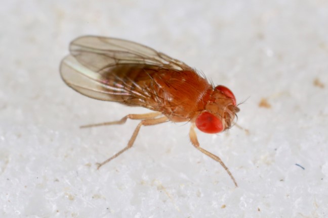 fruit fly with red eyes