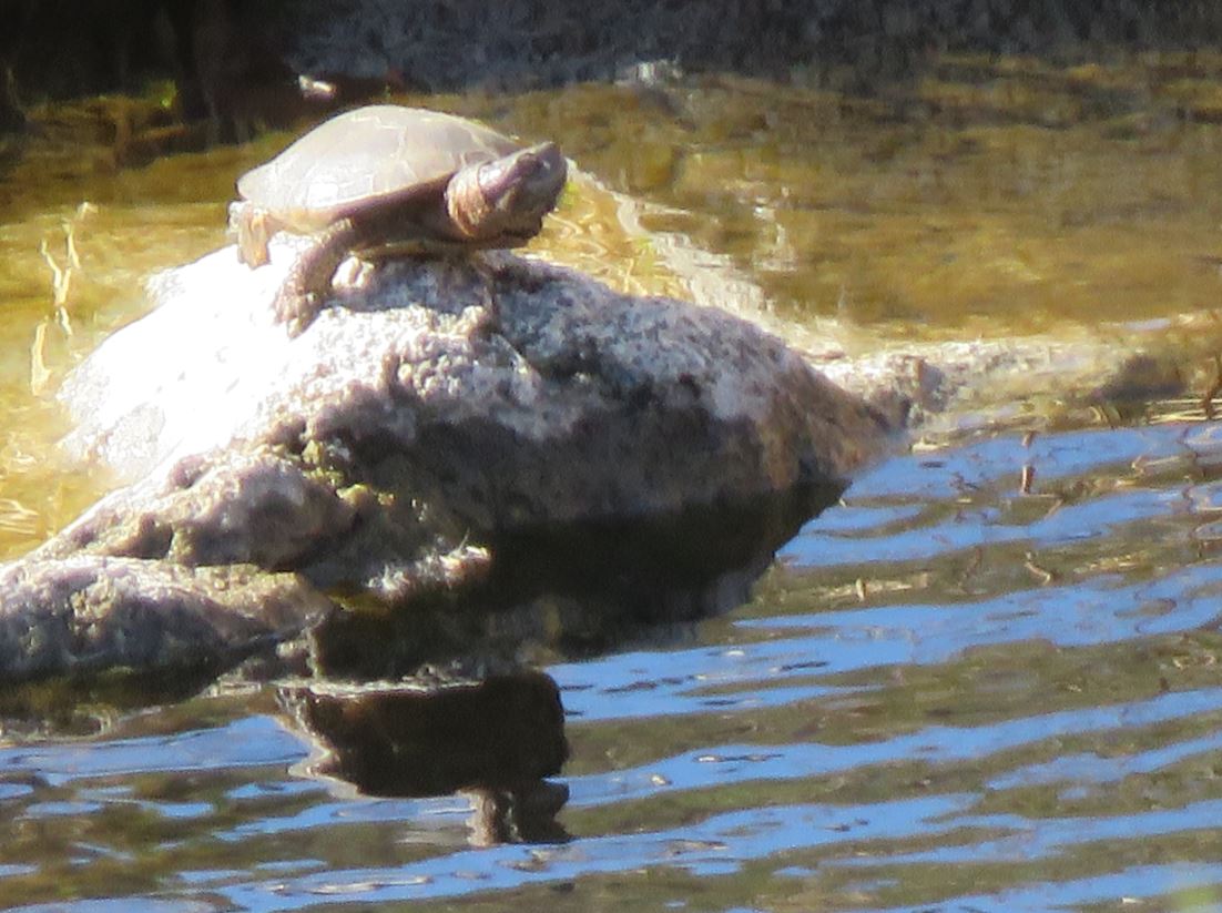 Turtle on rock in a river
