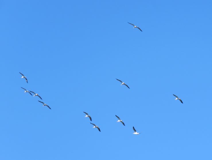 11 white pelicans soar with blue sky in background