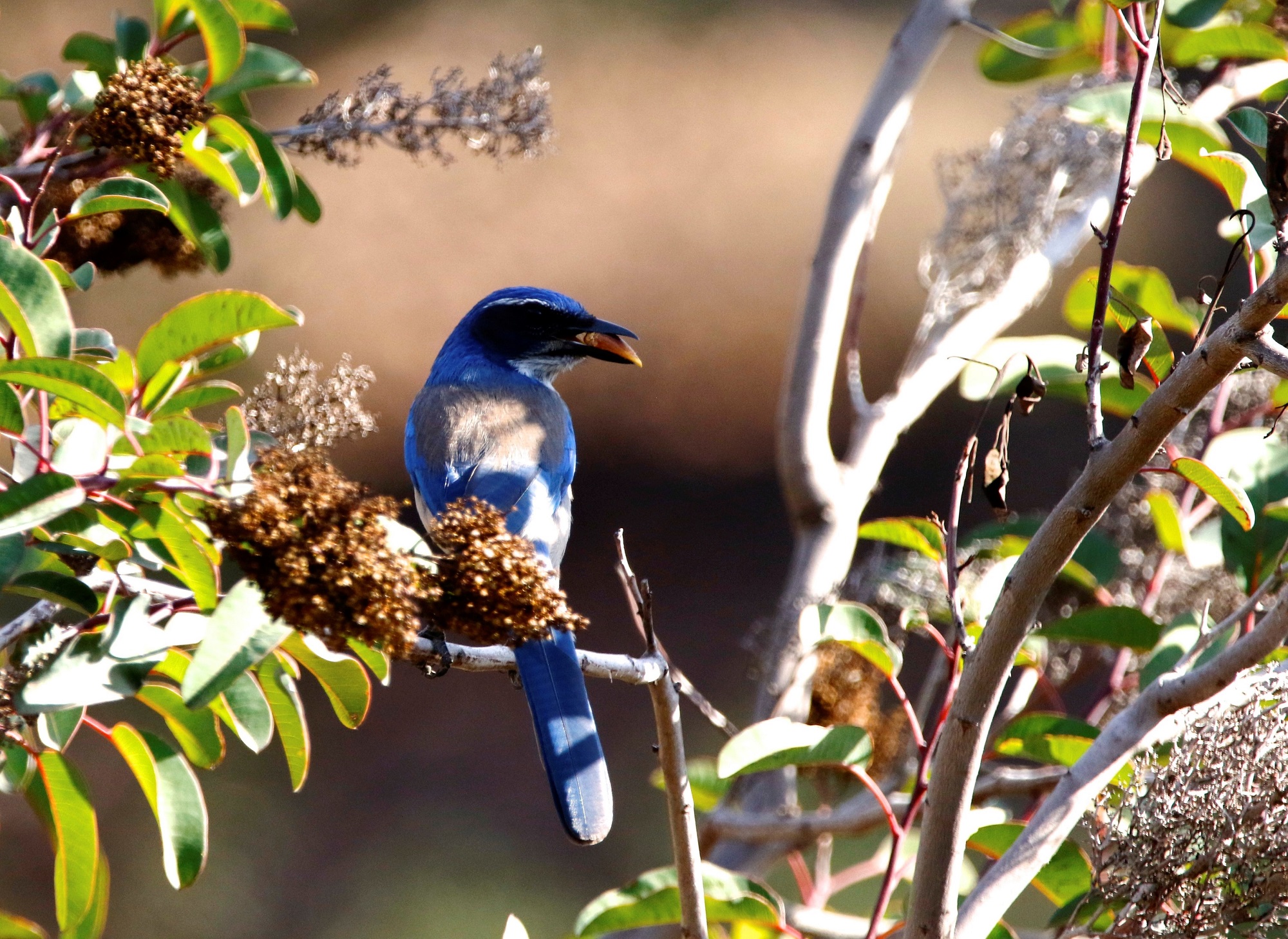 blue bird on branch 