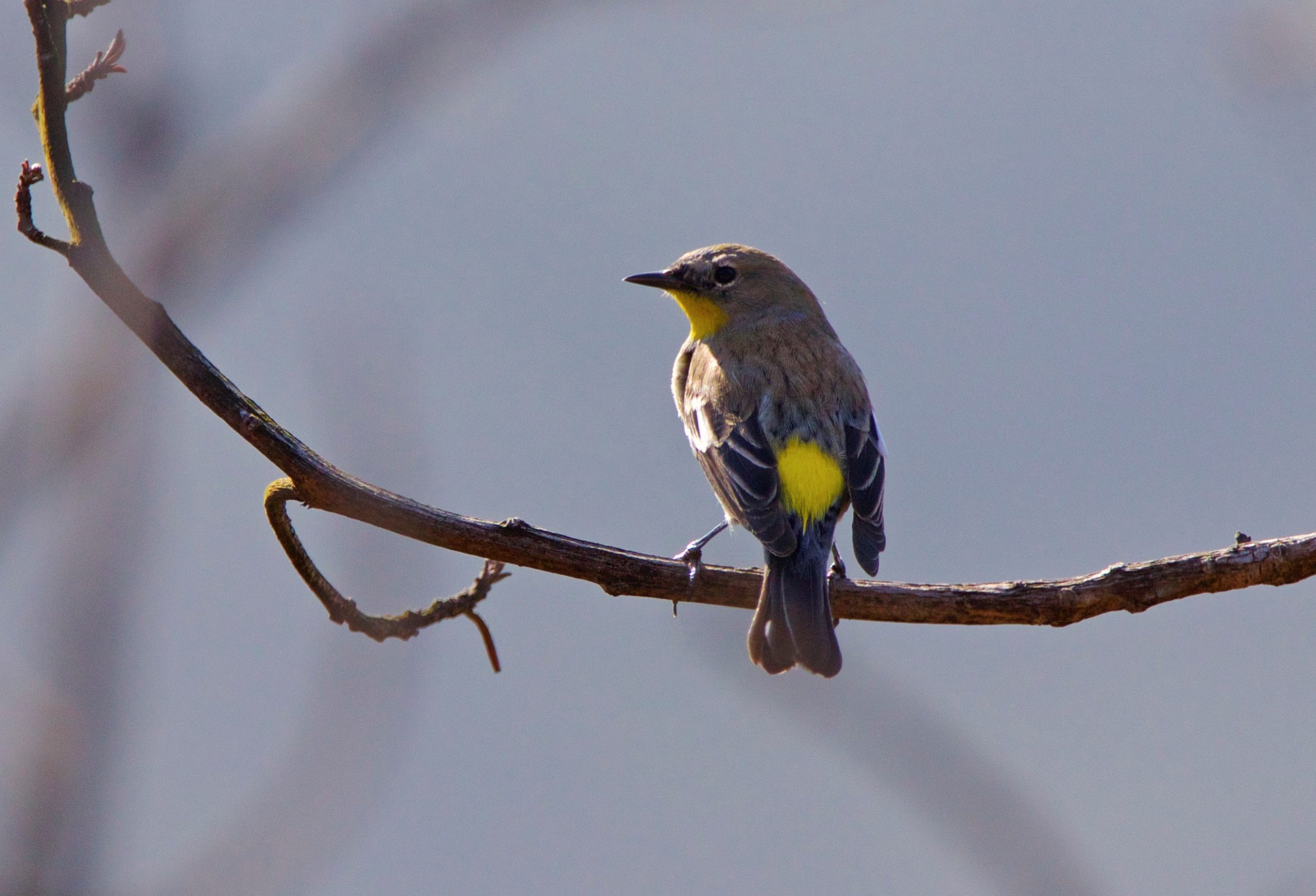 bird with yellow rump on branch