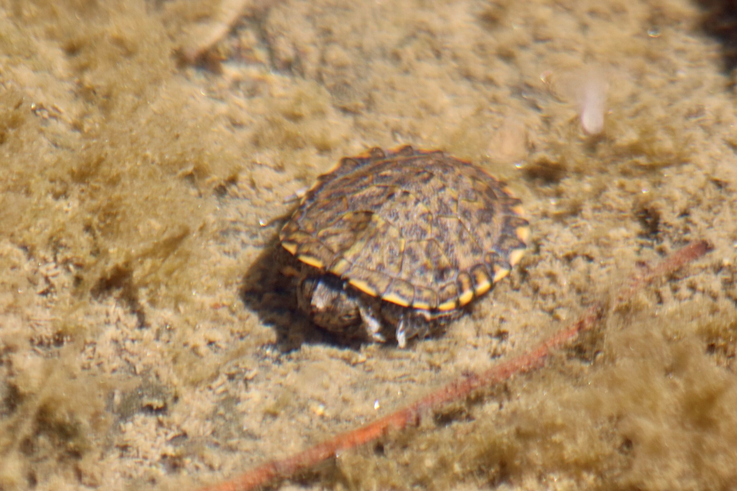 small turtle on rock 