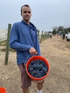 volunteer standing with bucket of grapes