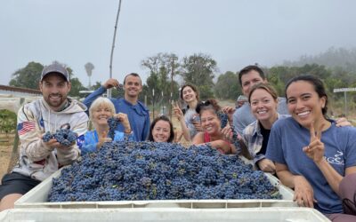 Santa Margarita Ecological Reserve Grape Harvest  August 27 2022